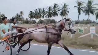 Rekla Race|Horse| Cbe| Fire On Roads 🔥🔥 | Power|Whatsapp Status|❤️❤️