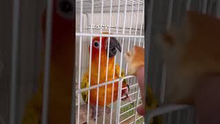 パンが食べたいコガネメキシコインコ#インコ #コガネメキシコインコ #parakeet #sunparakeet #shorts