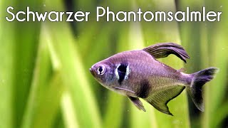 Der Schwarze Phantomsalmler (Hyphessobrycon megalopterus) (#111)