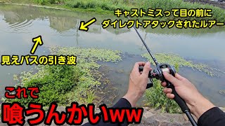 【Vlog】こんなヘッポコアプローチでも喰っちゃったw【福岡バス釣り】【サイトフィッシング】【今川】【遠賀川】【柳川クリーク】【ブレーバーⅡ】【ボトムアップ】【ブラックバス】【アフタースポーン】