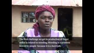 Finger millet farming using improved varieties: Jackline Omondi gives her Story