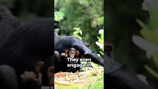 Chimp Chatter