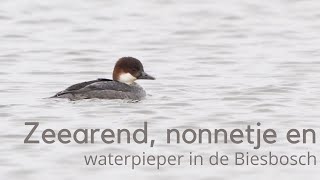 Zeearend, nonnetje en waterpieper in de Brabantse Biesbosch #1429