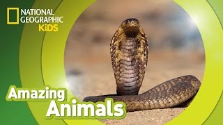 Cobra 🐍 | Amazing Animals