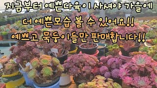 다육이 지금부터 예쁜 다육식물 사셔야 가을에더 예쁜모습 볼 수 있어요! 예쁘고 묵둥이들만 판매합니다 SucculentGarde, 다육이,  Succulents, Echeveria,