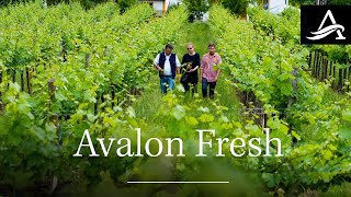 Let's Dish: Dig in to Delicious with Avalon Waterways