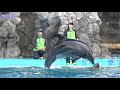 スロージャンプ　ココ　イルカパフォーマンス／名古屋港水族館