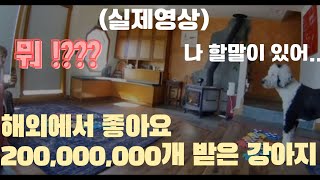 (실제영상)해외에서 좋아요 2억 개 받은 인간과 말하는 강아지!!!