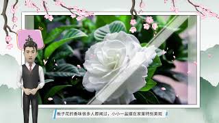 5种“香水花”，一盆比一盆香，香味像法国香水，多养几盆香满屋