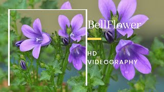 Hang and look like bell Bellflower