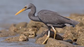 5 Wild Animals in Nauru