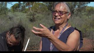 Witchetty Grub Hunting in the Goldfields