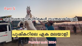 പുഷകർ മേള കിഴടക്കിയ മലയാളി  pushkar mela 2024 #horse #pushkar @azhapetschannel6429