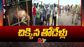 Wolf Trapped in UP : యూపీలో చిక్కిన తోడేళ్లు  | Ntv