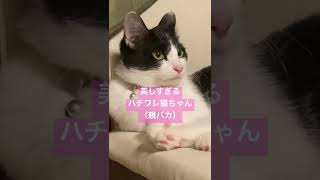 美しすぎるハチワレ猫ちゃん7ヶ月（親バカ）