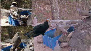 REATIVEI UM BEBEDOURO ABANDONADO NO MEIO DA CAATINGA