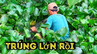 TRÚNG LỚN Khi Thăm Lờ Cá Lóc Đặt Giữa Đám Lục Bình Toàn Hàng Khủng