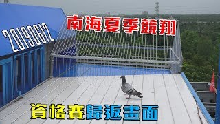 20190612 南海夏季競翔 資格賽歸返畫面