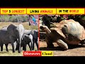 Top 5 Longest Living Animals in the World || Animals Lifespan Comparison ||  Discovery Cloud