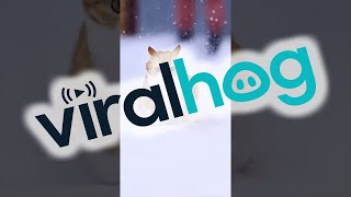 Cat Dashing Through The Snow || ViralHog