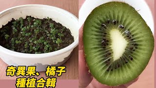 奇異果、橘子種植合輯 | Kiwi and orange planting collection