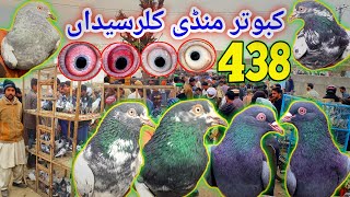 438 | Kallar Syedan Kabutar Market | Teddy Kabootar For Sale | Latest Update Pigeon Market 12/2/2025