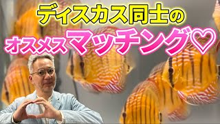 【繁殖】どうやってカップルを作る？オス・メスのマッチングで繁殖を目指す！