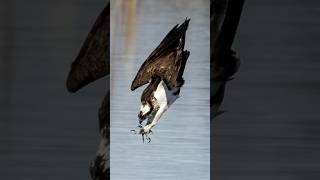 【野鳥の一コマ⑥】Osprey hunting moment！ @ZOOTIMEch  #shorts #osprey #wildbirds