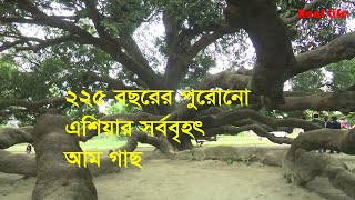 ২২৫ বছরের পুরোনো এশিয়ার সর্ববৃহৎ আম গাছ || Surjapuri Mango Tree || Thakurgaon || Real Life