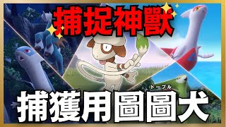 【朱紫藍之圓盤】捕捉神獸！捕獲用『圖圖犬』培育方法！