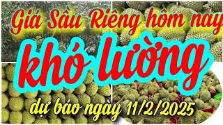 giá sầu riêng hôm nay ngày 11/2/2025