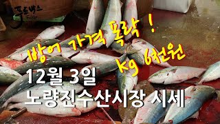 [최신시세정보]  겨울 방어 가격 폭락!!! 단돈 kg 6천원  대게 시세 확인하세요 ~  12월3일 노량진 수산시장 시세