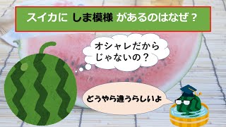 【夏の風物詩】スイカのあれこれ