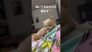 【可愛いわんこ】ぬいぐるみみたいなわんこちゃん🧸おねむちゃん🧸