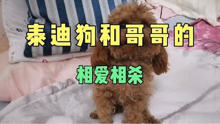 小泰迪狗布布和小主人哥哥的相爱相杀