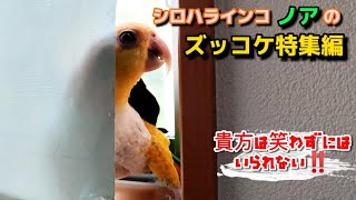 シロハラインコCaique ノアの爆笑｢ズッコケ特集編｣笑っちゃって下さいꉂꉂ(ᵔᗜᵔ*)ｱﾊﾊ