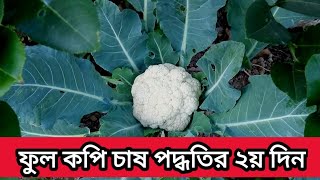 ফুল কপির চাষ পদ্ধতি    cauliflower cultivation in Bangladesh | শীতকালীন সবজি-ফল চাষ