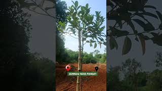 Supporting Stick for Jackfruit Tree #Panruti #shorts