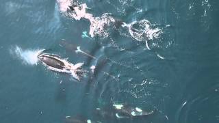 Drones Capture Stunning Killer Whale Footage | Video