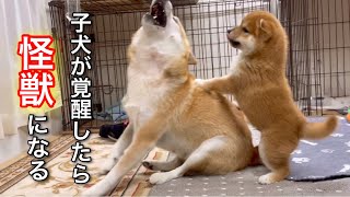 か弱い子犬が怪獣に覚醒したらこんな感じです！柴犬子犬生後４６日笑太郎w