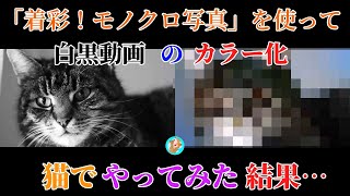 【白黒動画のカラー化やってみた】猫【着彩！モノクロ写真】【#1】