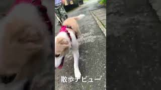 散歩デビューしたボーダーコリー