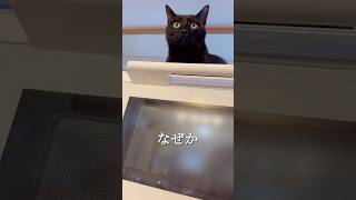 【快適】電子レンジが壊れたので買い替えたらネコがこうなりました…！Cat who likes microwaves…！