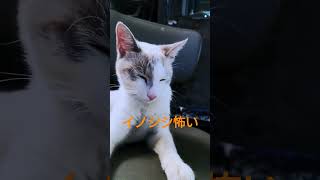 イノシシに遭遇 #cat