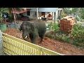 Rampaging Elephant Charges Into Village