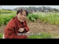 农村常见的野豌豆，被称为“壮肾草”，是男性朋友的福音，认识下