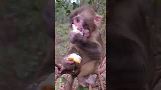 Baby monkey eating bread 🍞🐒#dzistic