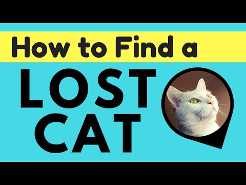 5 TIPS: FIND YOUR LOST CAT | Pod GPS Tracker 5 TIPS: FIND YOUR LOST CAT | Pod GPS Tracker