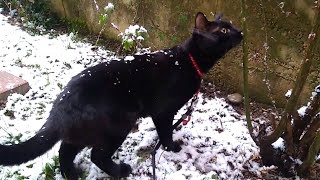 雪が積もる庭を散歩するはずが・・・予想外の場所を散策する猫クロすけ