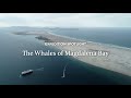 The Whales of Magdalena Bay | Expedition Spotlight | Lindblad Expeditions